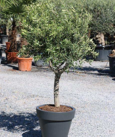 Olivenbaum 15/20 cm Stammumfang als Kurzstamm im anthrazite Elho